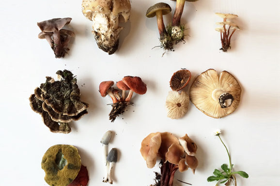Foraging/ Culinary
